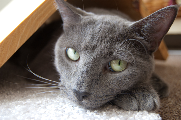 Cat sits under scratching post