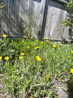 Easter Yellow Flowers