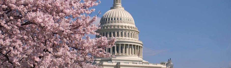 Cherry blossoms frame the U.S. Capitol dome against a blue sky.