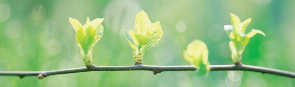 Close-up of a slender branch with fresh green buds and young leaves, against a blurred green background
