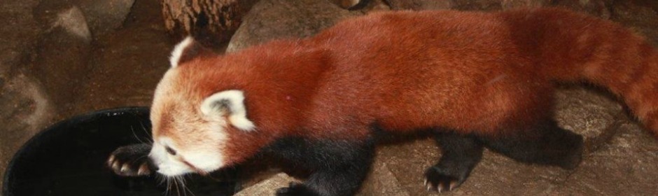 Red panda drinking from a black bowl on rocky ground; red fur and white facial markings.