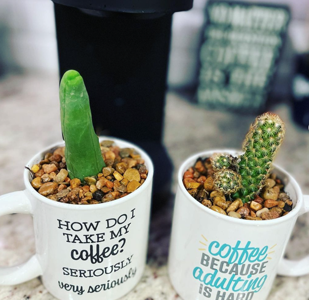 Two small cacti in white ceramic mugs filled with decorative gravel, each mug sporting a coffee-themed quote.