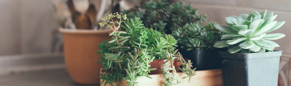 Assorted succulents in ceramic pots arranged on a wooden tray indoors.