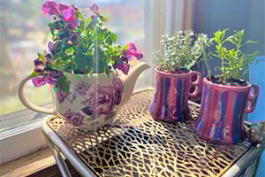 Flowering plant in a teapot and two herb plants in mugs sit on a lattice table by a sunlit window.