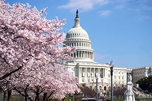 Capitol Building framed by blooming cherry blossoms