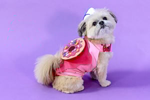 Small fluffy dog wearing a pink outfit with a donut-shaped accessory against a purple background.